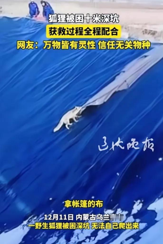 内蒙古这事儿真是让人把下巴都惊掉了一只野生狐狸掉进10米
