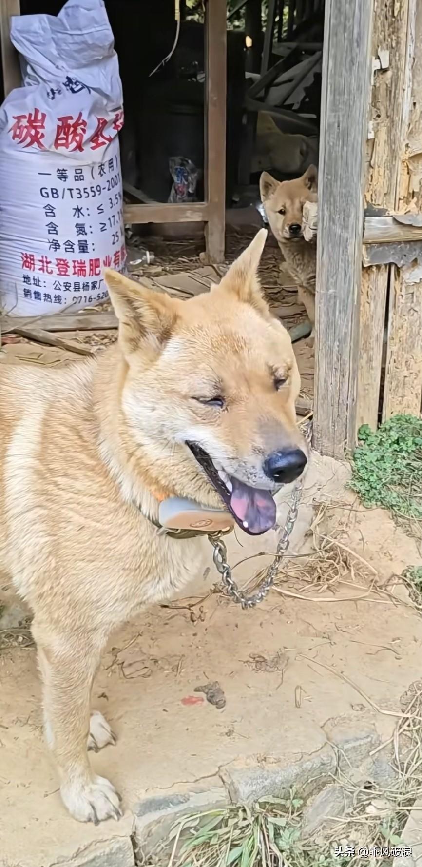 天哪！狗狗怀孕了，它的爸爸竟然是它的亲哥哥。近亲繁殖生出来的小狗能健康成长吗？我