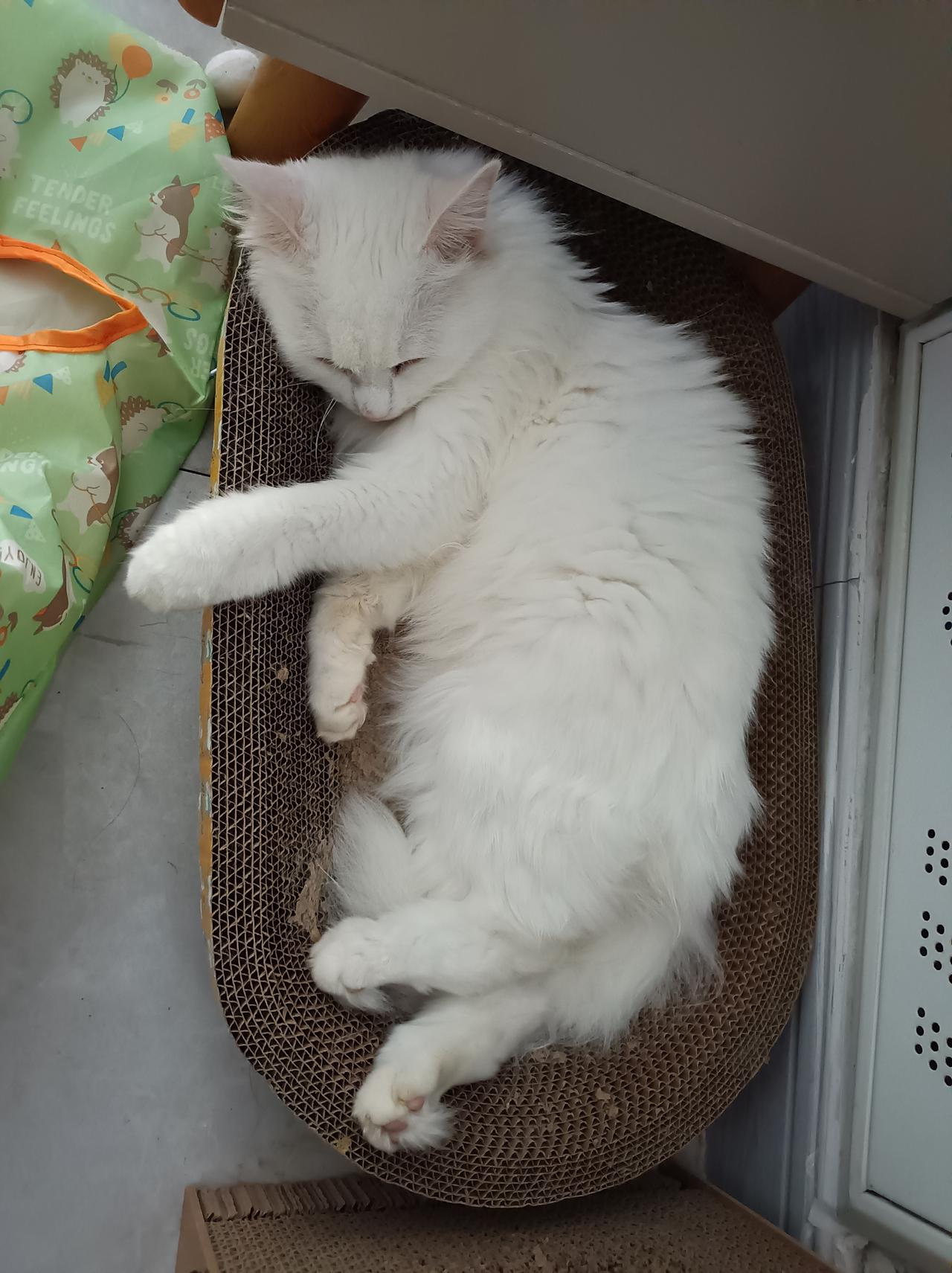 作为一只猫，经常这样睡觉，正常吗[狗头]