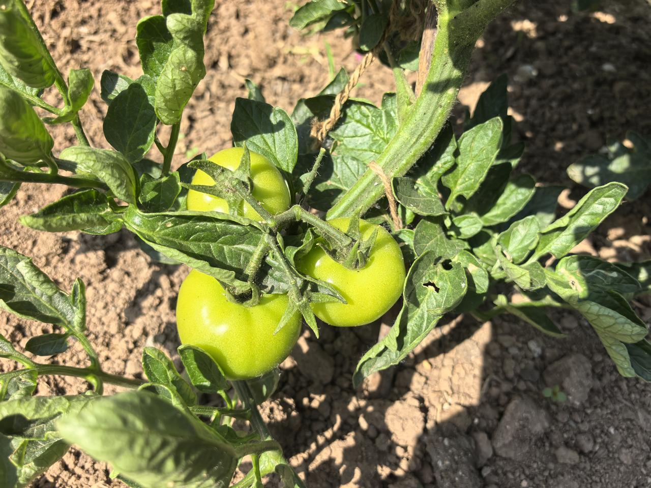 弘毅生态农场顺季节露地六不用技术种植的蔬菜陆续上架中。六不用，即在全部种植过程中