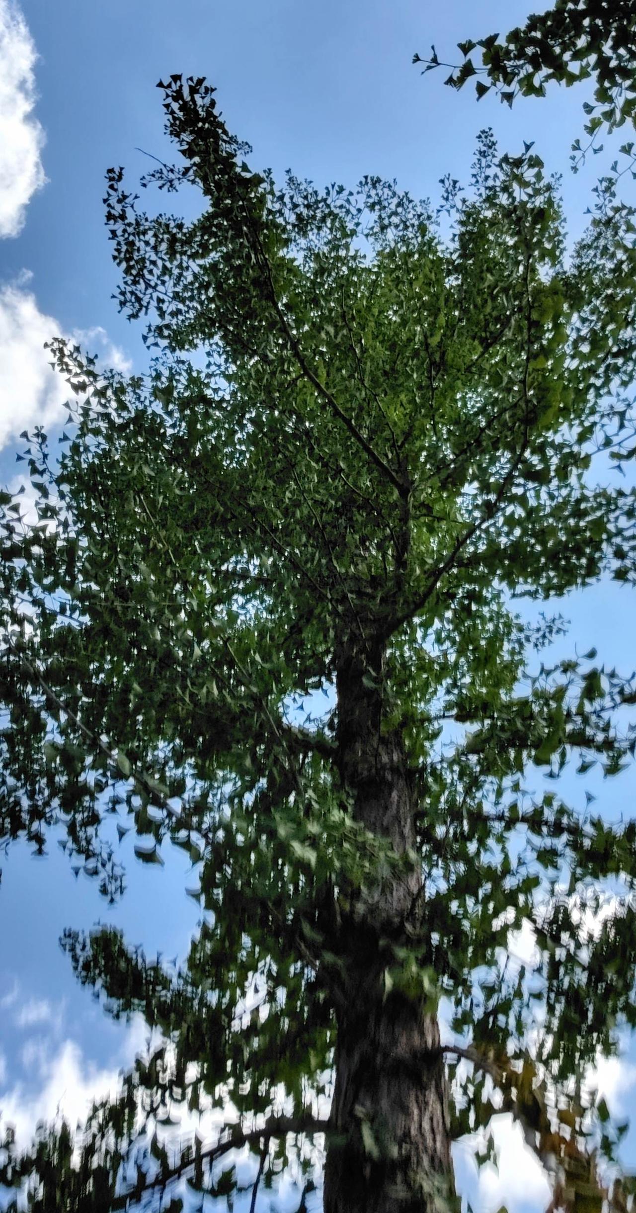 树与天空美照原创视频蓝天下的自然之美手机摄影用镜头记录蓬勃的生命力