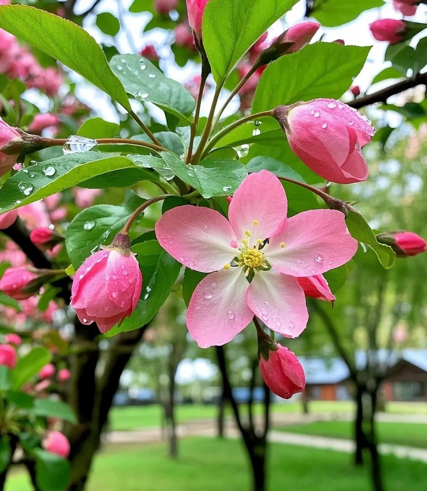 海棠种植养护•土壤：疏松透气、排水良好，微酸性至中性土壤。可用园土+腐叶土+河
