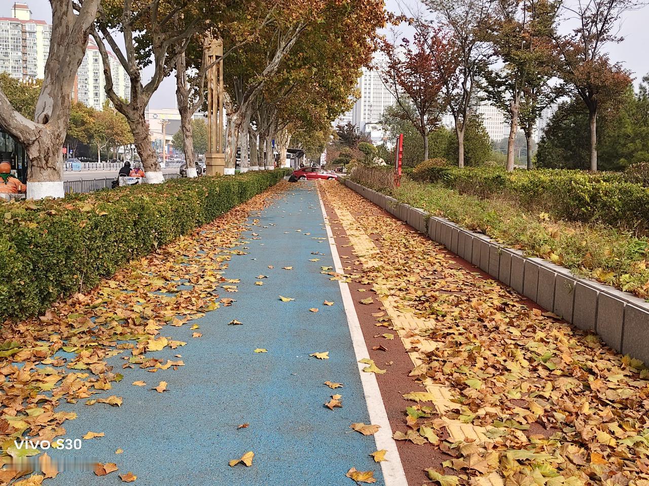 看着满大街的落叶就知道秋天真的来了，说实话近些年烟台有一些道路选择不及时清扫，留