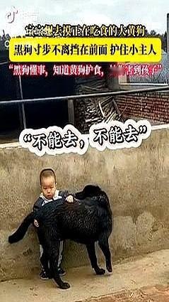 万物皆有灵！黑龙江一男孩想去摸正在吃食的大黄狗，黑狗看到后寸步不离挡在男孩身