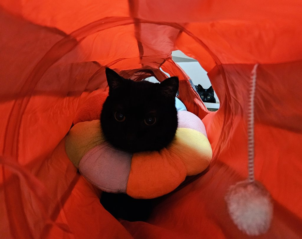 黑色小猫咪睁着眼睛的照片~海外新鲜事热点现场