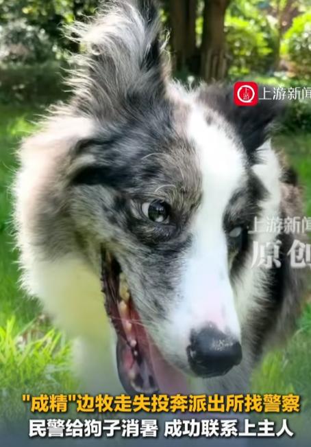 这狗是成精了吗！四川泸州江阳区，一位市民家里养的宝贝狗子给溜达丢了，主人跑到辖区