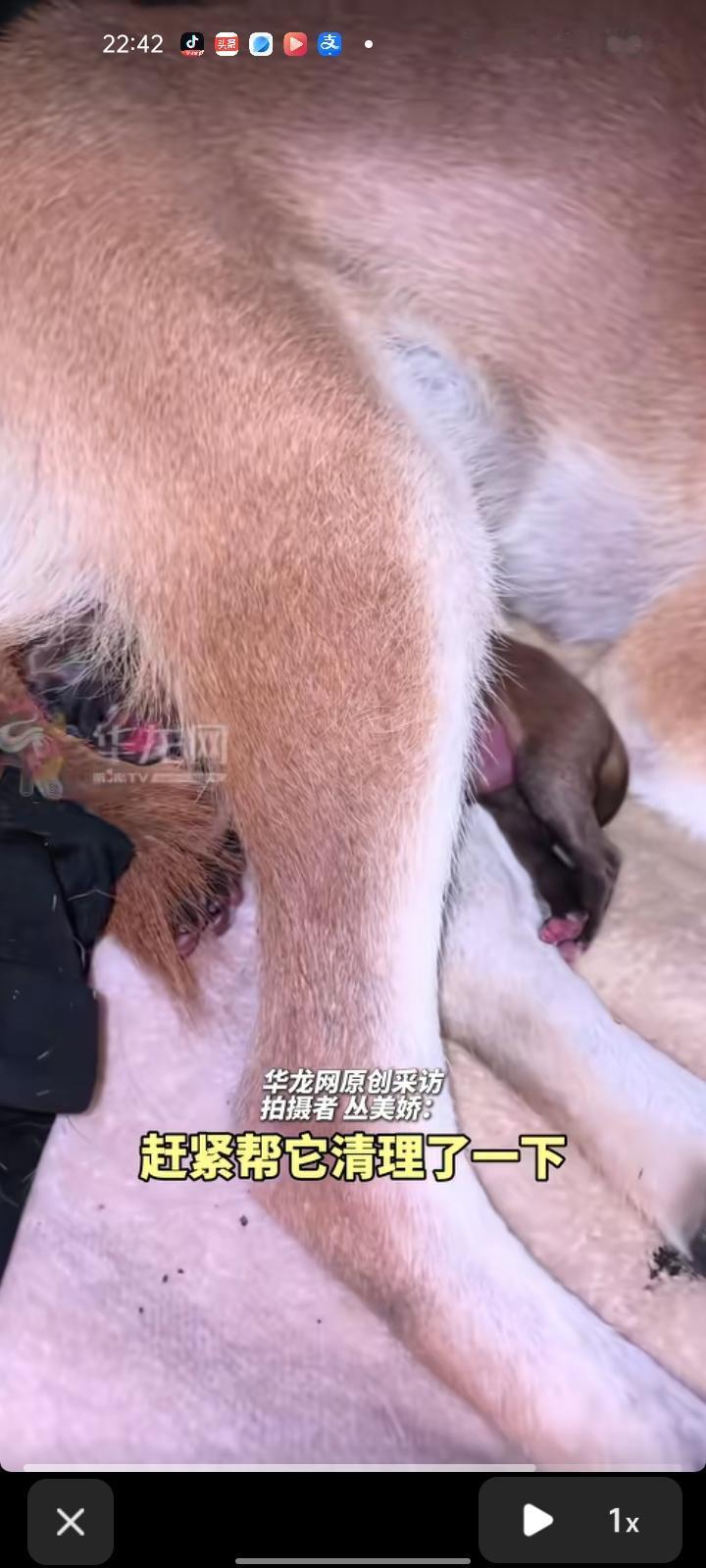 7月16日，浙江杭州。女子晒视频称，下班回家就闻到一股血腥味，发现流浪狗跑到家门