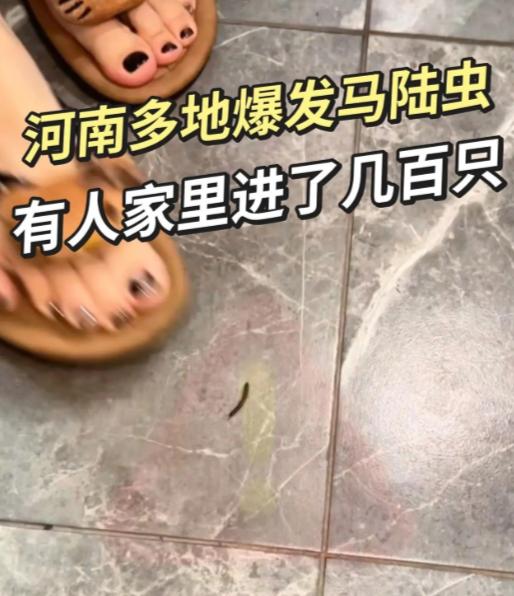 这段时间，河南不少人的朋友圈和业主群，都被一种黑乎乎、腿特别多的小虫刷屏了。周口