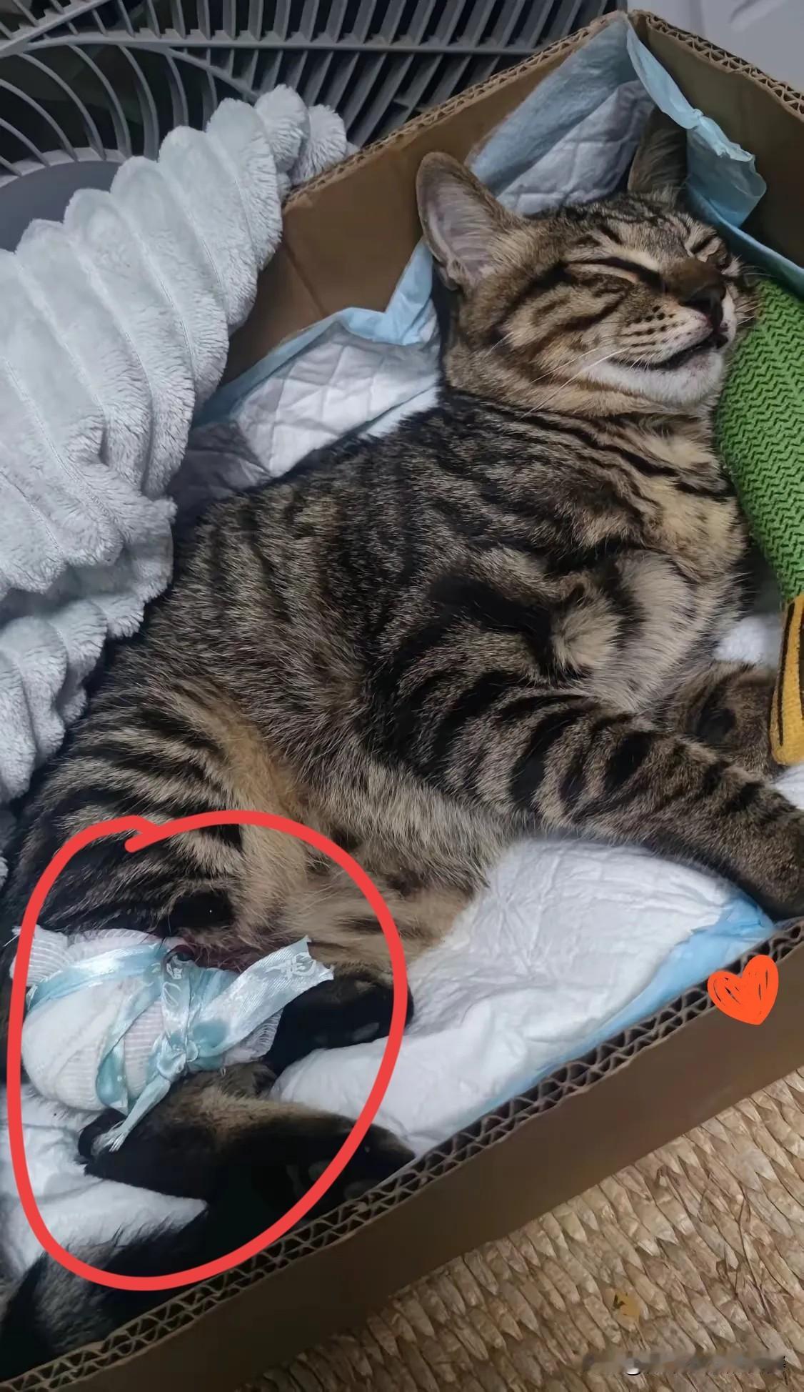 我家狸花猫前些天从五楼跳下去，朋友看见了，打电话告诉我，我赶紧跑下去看看。