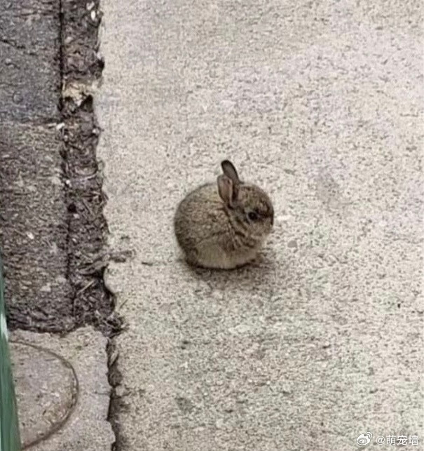 以防列表没见过方兔子和圆兔子