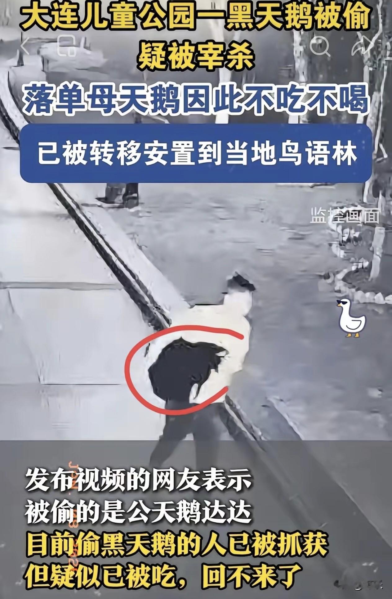 大连偷黑天鹅那老兄算是把大家伙给气笑了。​不光偷了只黑天鹅，连旁边的大白鹅都