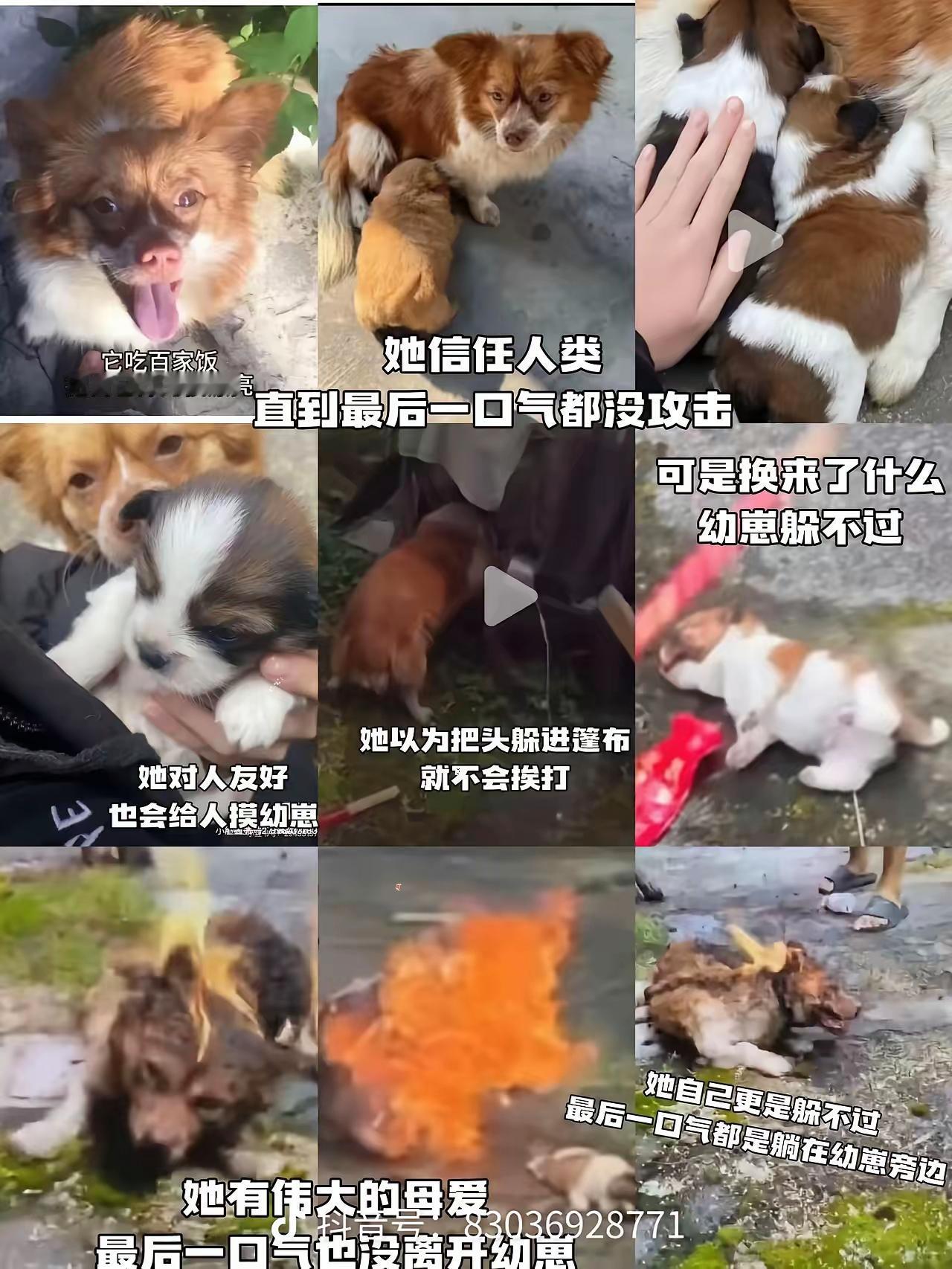真的是地狱空荡荡，恶魔在人间……这只可怜的小狗狗，怎么也想不到，它最信任的人类，