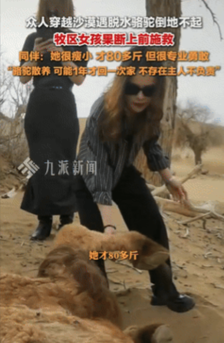 “谁说女子不如男？”内蒙古阿拉善盟，一90后女生穿越沙漠时，遇到脱水骆驼倒地不起