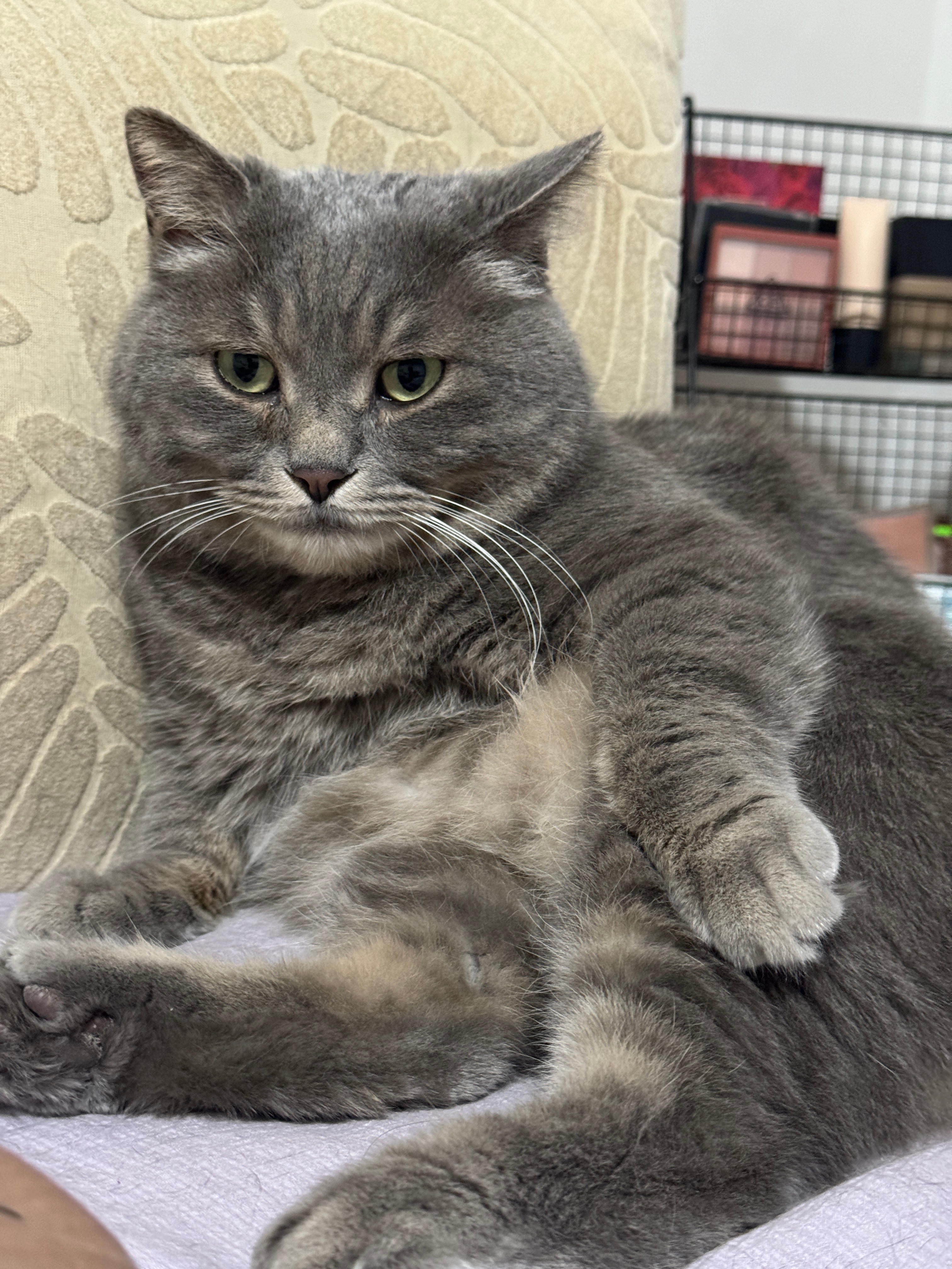 专家说小猫上床是不脏的说到猫我还挺有发言权的我家里有6只猫唯独只有一只跟我睡