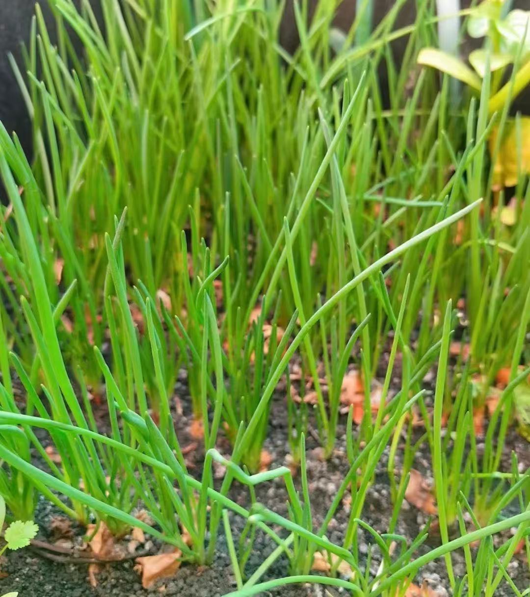 香葱的种植方法与管理如下：种植方法选种：选择适应性强、产量高、品质好的品种，如四