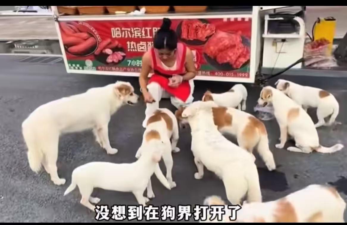 这真的是“有舍就有得”！8月24日，一个美女摆摊卖哈尔滨红肠，随手喂了流浪狗一口