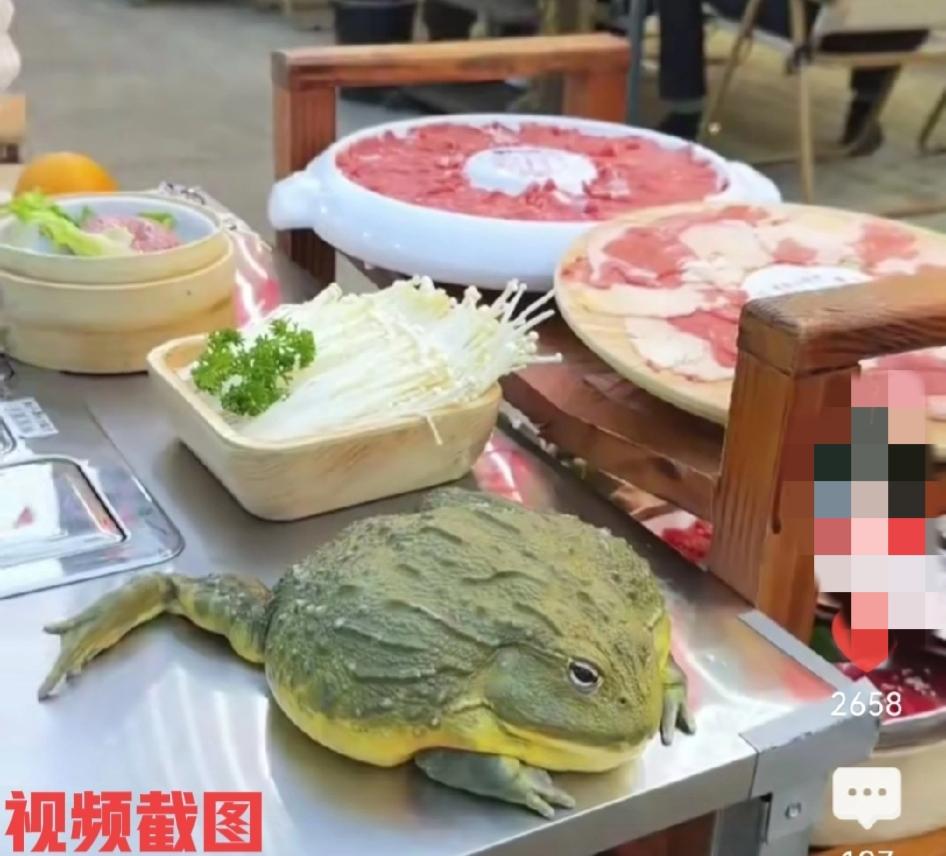 安徽有女子带宠物蛙一起吃火锅。只是让女子没有想到事,自己钟爱的宠物蛙放在饭桌