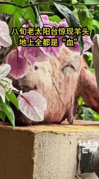 “太瘆人了！”7月25日，辽宁大连，一81岁独居老太，早晨醒来发现2楼阳台全是血