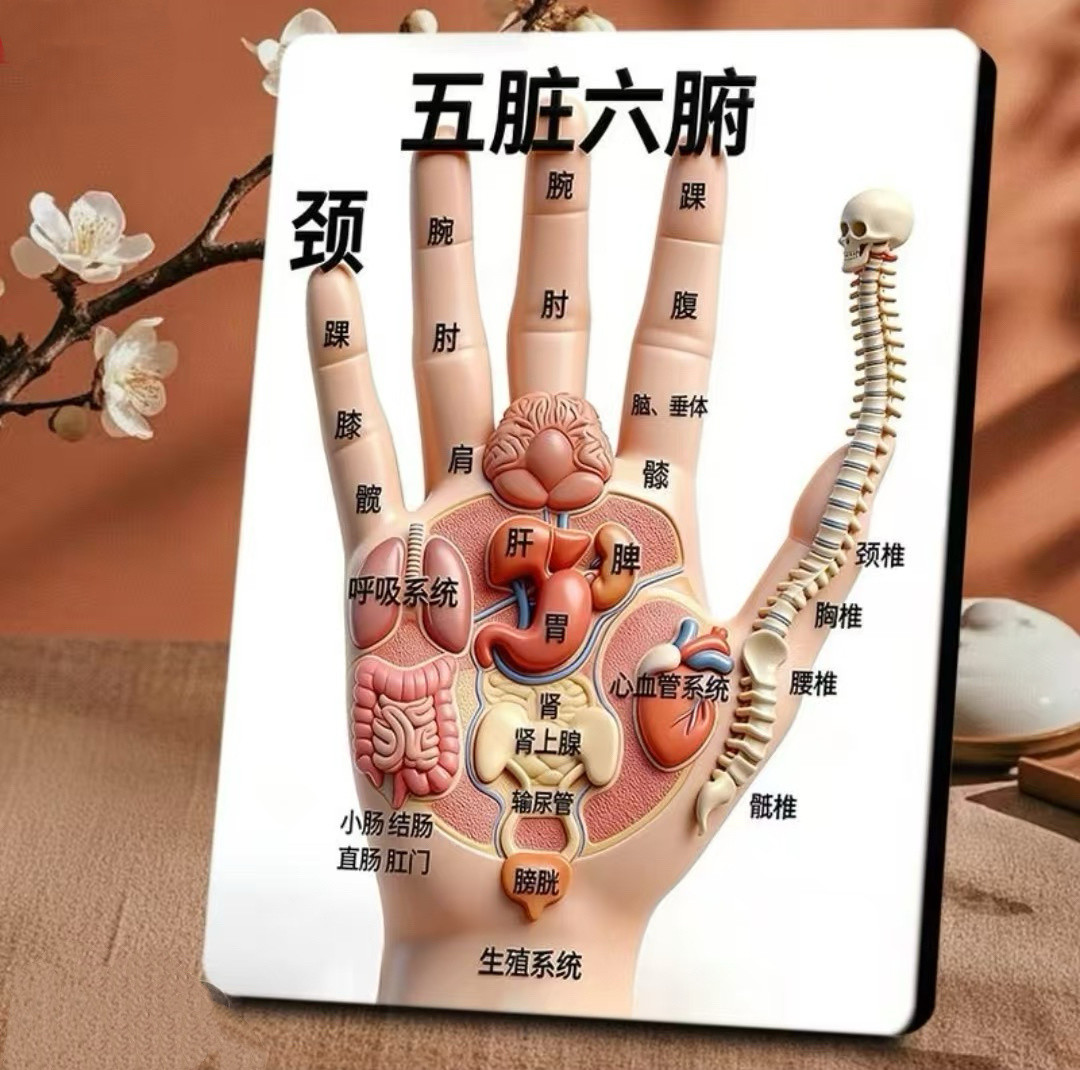 手掌有五脏六腑的对应，日常按揉起保健作用。手掌简易脏腑对应位置拇指：根部鱼际区对