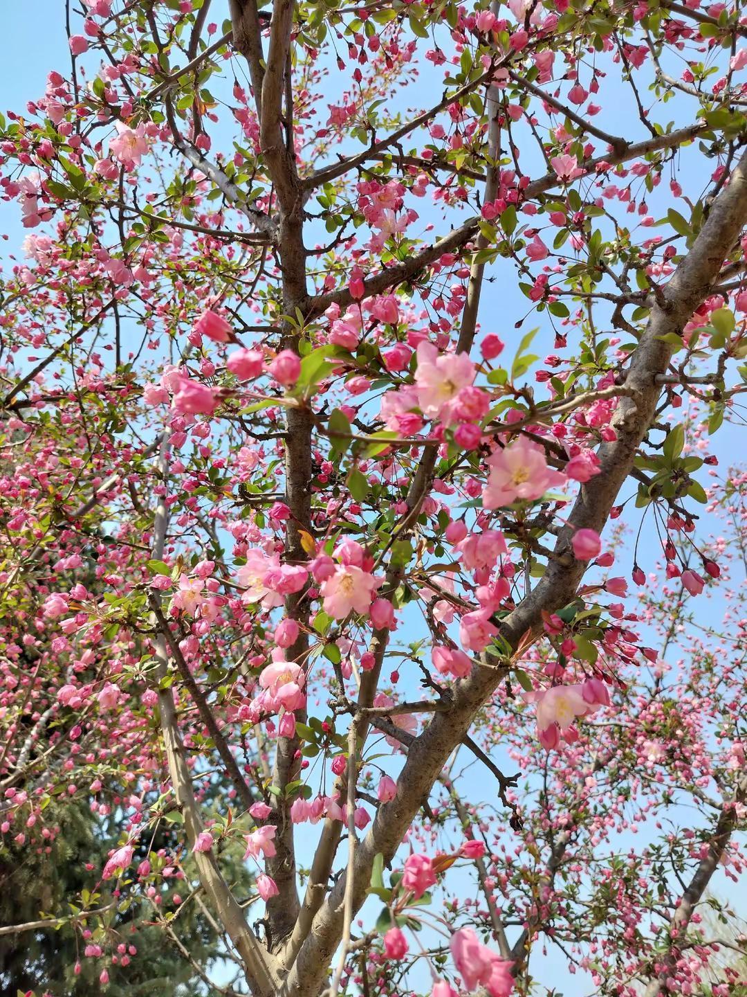 海棠花花树盛开的季节海棠依旧晒出你们的海棠花看看