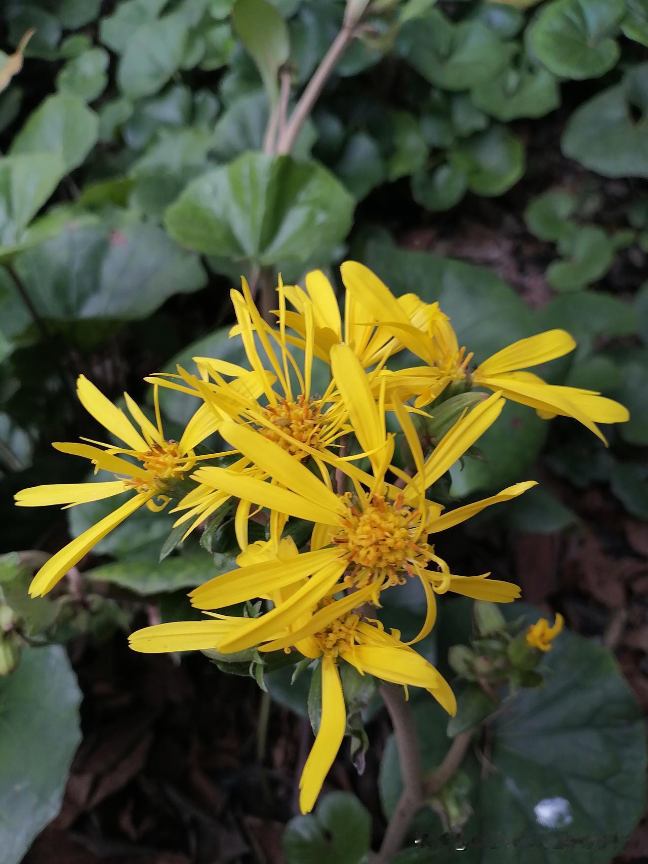 随手拍花，美景