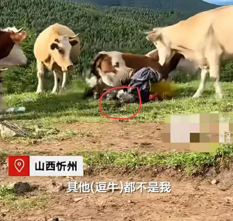剧情大反转，“牛踩人”事件的当事人发声了！一位叫吴峰的女士在社交媒体发声，说她就