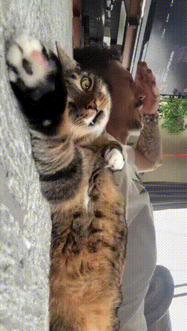 当我向小猫倾诉我这一天的遭遇时……