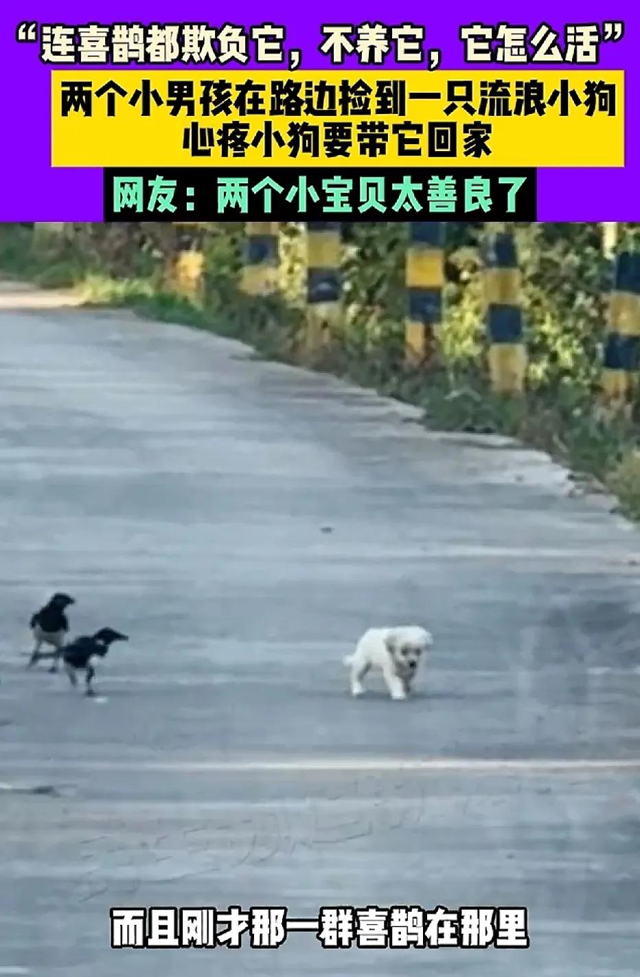 兄弟俩遇到一群喜鹊围堵着啄一只小狗，他们赶紧跑过去驱赶走喜鹊，弟弟蹲下来看着躲在