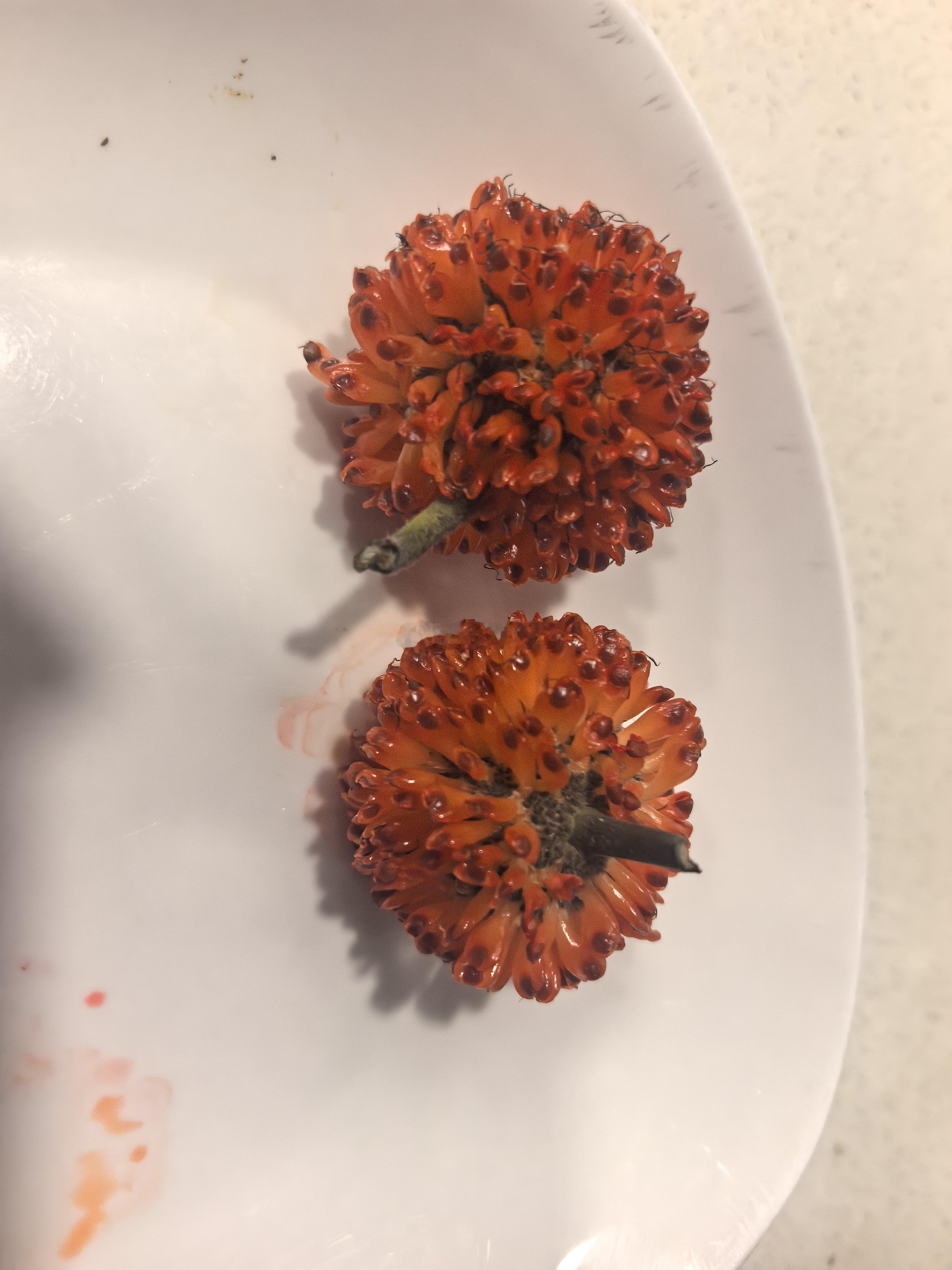 我公公在小区里采的这个，有人认识是啥吗？他说能吃，但是我婆婆觉得有毒…所以到底能