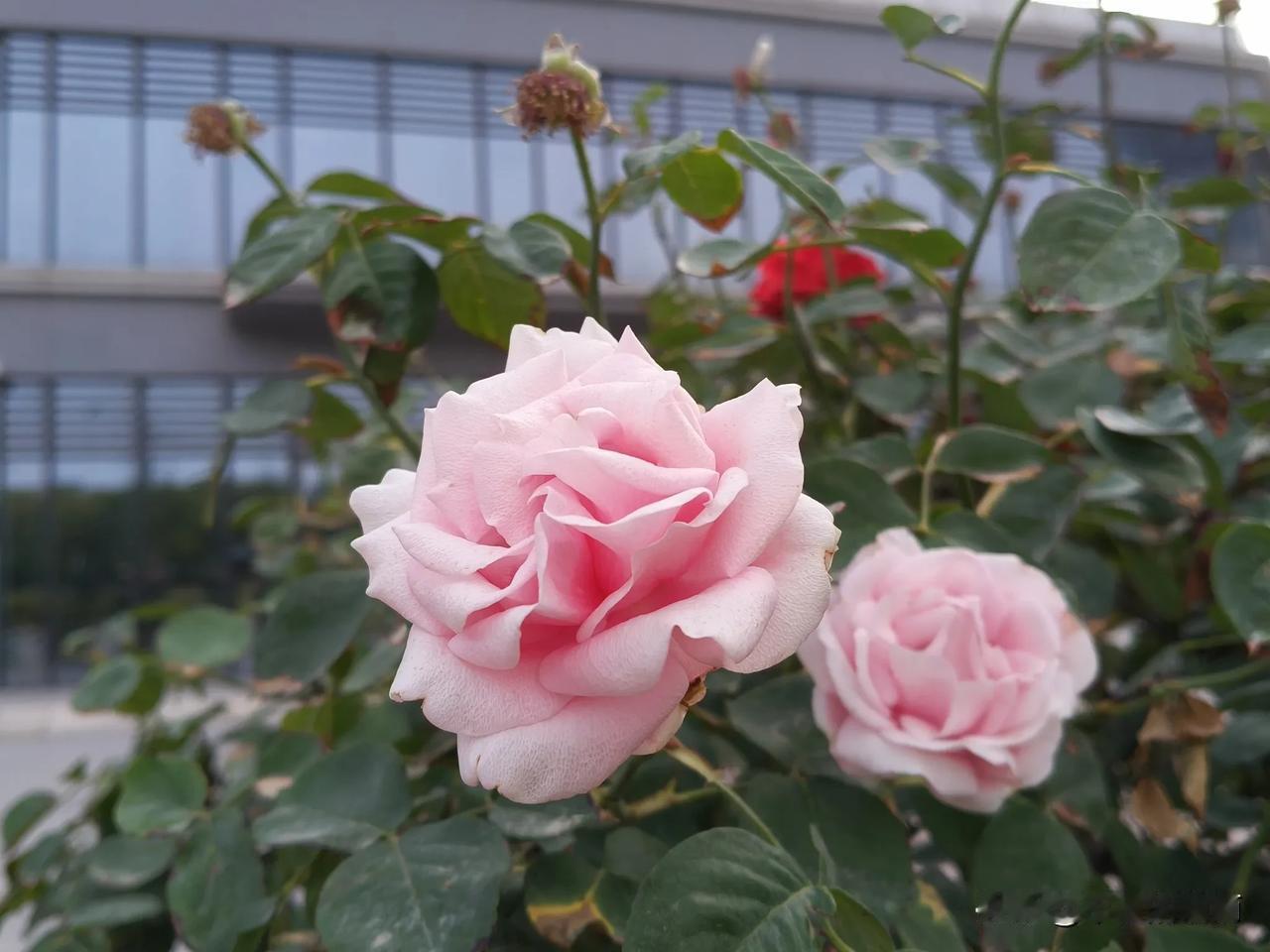 今天厚着脸皮去找校长想给她说别给我安排5月的学考监考6月的高考或中考监考