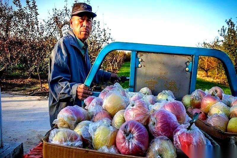 今年收苹果，最邪门的一幕你知道是啥吗？不是好苹果被疯抢。是收烂苹果的摊子前，