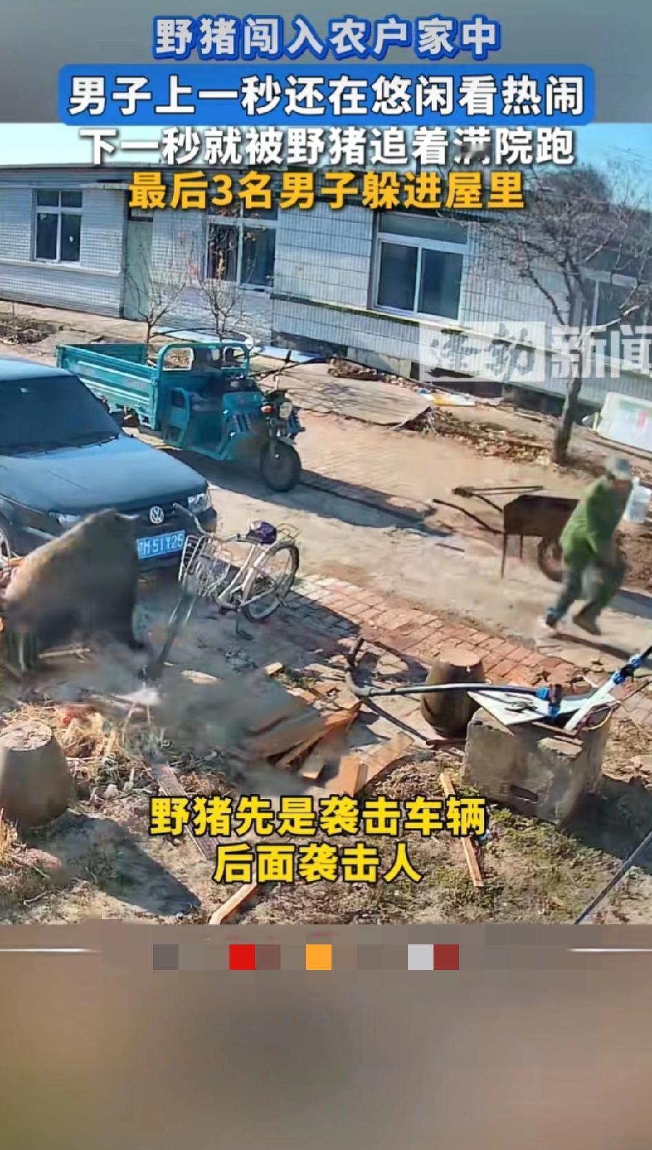 “笑不活了！”辽宁，一农户家中跑进一头野猪，上一秒农户还在悠闲看热闹，下一秒就被