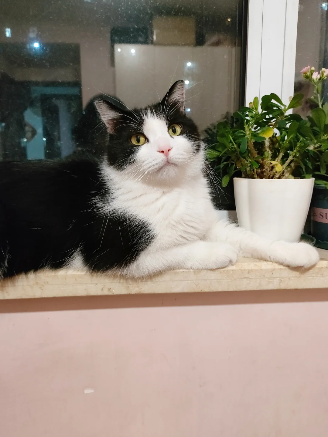 感觉小猫瘦了1斤就可明显了