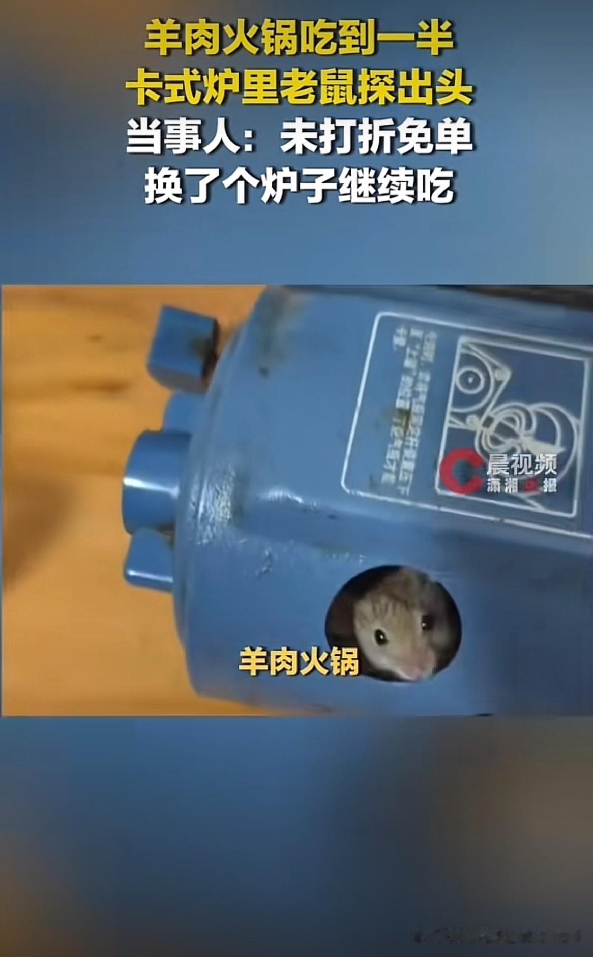 “杰瑞”也被吓了一跳！河南濮阳，男子约了朋友去吃火锅，谁知吃到一半，一只小老鼠竟