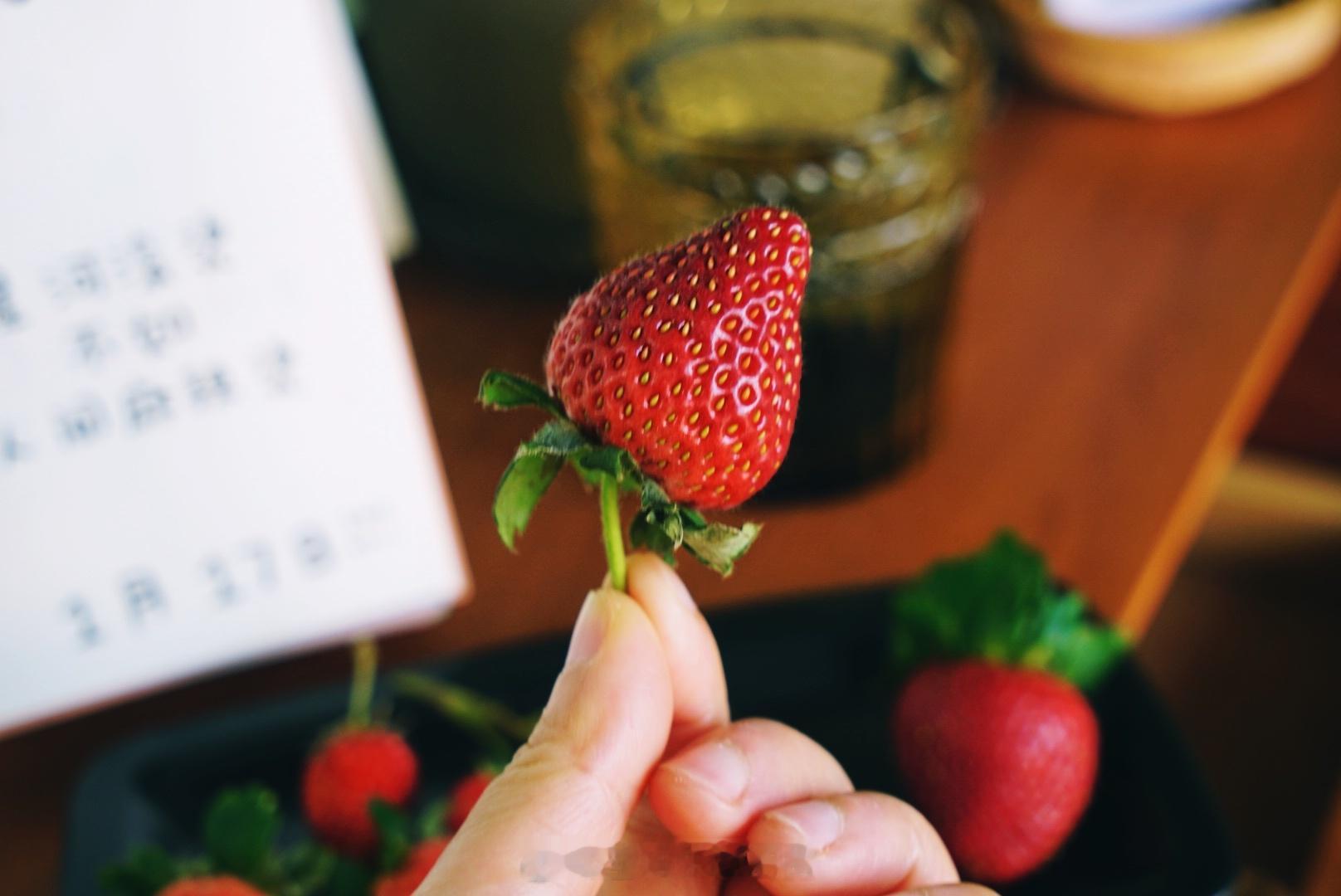 收获了几颗黑珍珠草莓🍓种植日记家庭菜园阳台花园