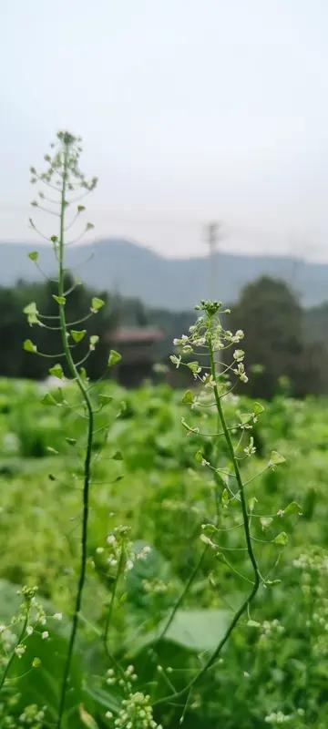 最近发现个挺有意思的事儿，荠菜在四川居然没人挖，可线上却能卖到20元/斤。在四川