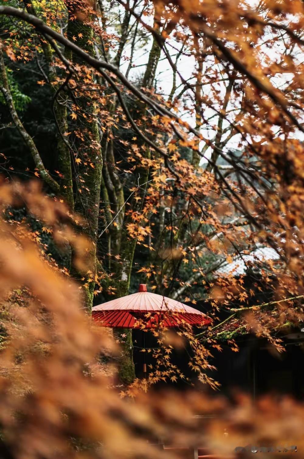今儿去菜市场可算开了眼！我正挑着菠菜呢，旁边卖菜的阿姨一把拉住我手腕，压低声音神