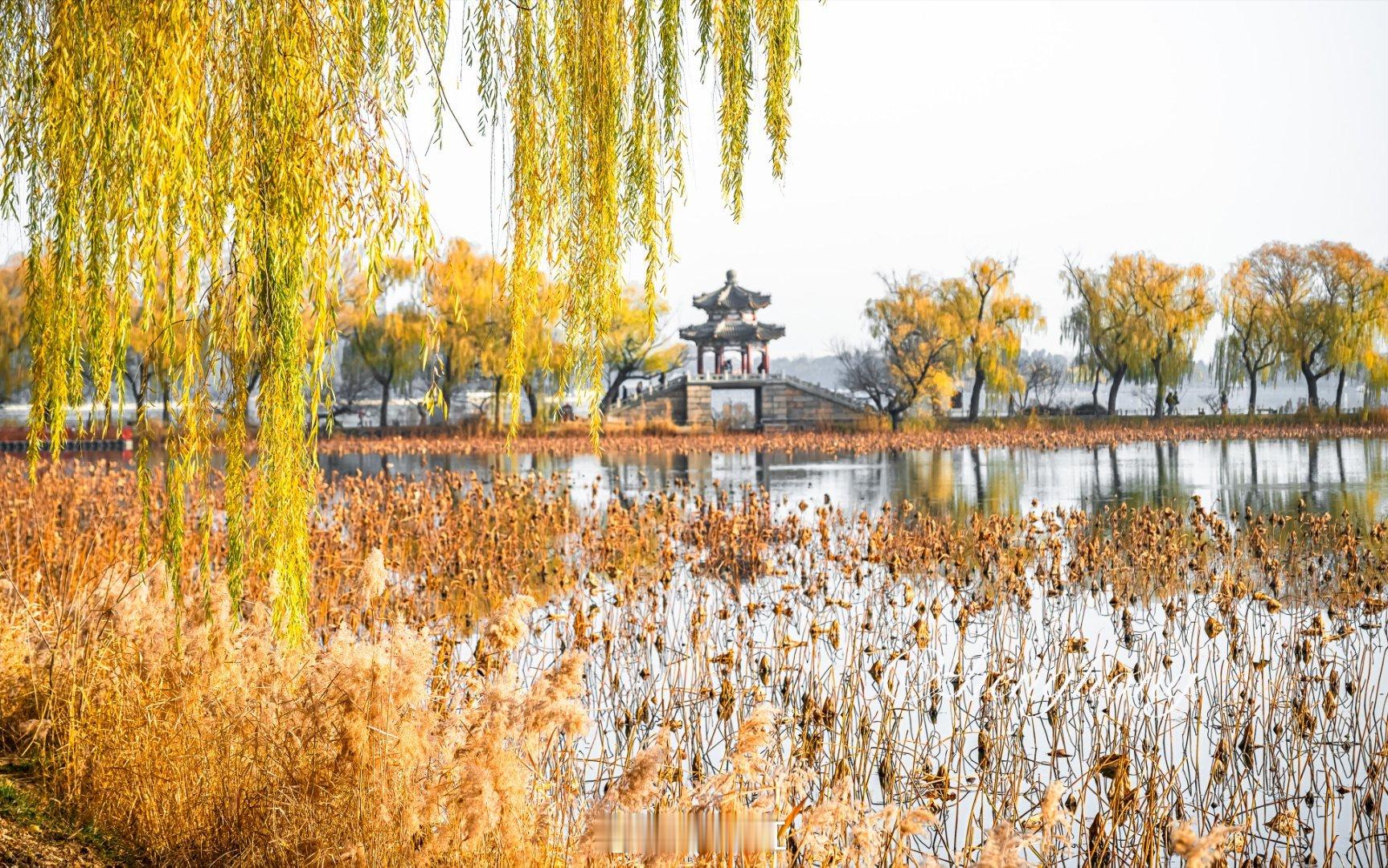 秋风萧瑟，颐和园最后一抹秋色，宛如一首悲壮的诗篇，而西堤的桃花则在寒风中傲然绽放