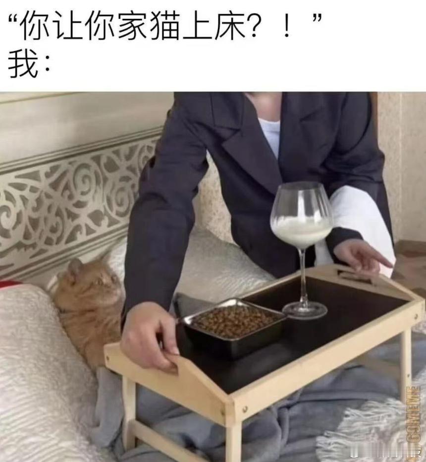 这杯子猫怎么喝？重新弄！