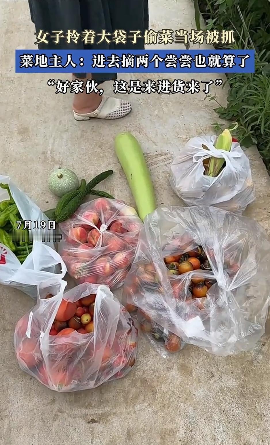 “太可恶了”！一名女子光天化日之下，拎着大袋子悄悄潜进一大哥菜园里偷菜，不料在偷