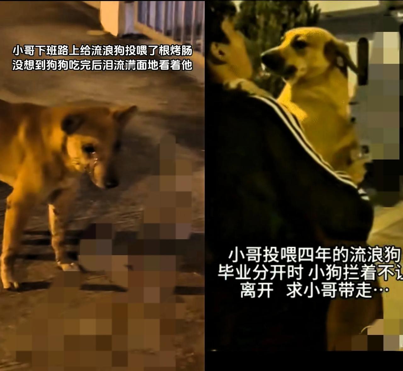 家人们，被大学生和流浪狗的双向奔赴整破防了！四年的投喂，让他们有
