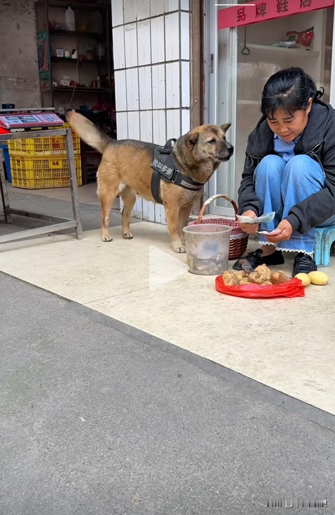 狗狗缠着主人，示意到卖菜的时间了，还想要钱。主人给它20元、50元，它都不乐意，