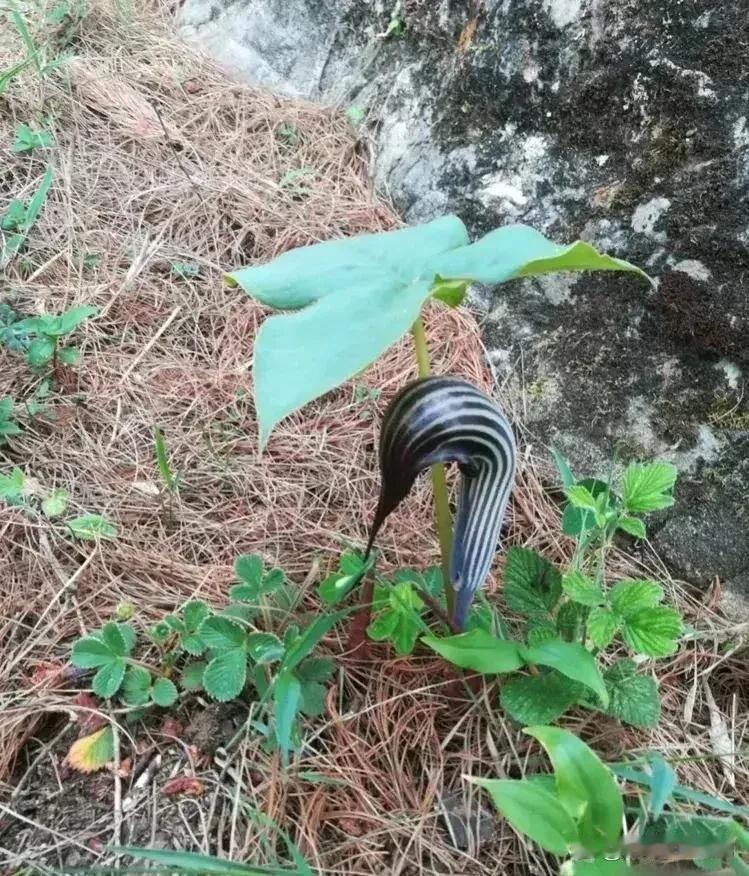 这玩意，估计城里人都叫不出名字来？