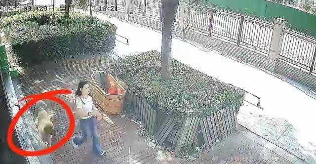 女子惨遭自家金毛扑咬！长相清秀却多处受伤，网友：疑似踢到要害瞬间激怒一向被