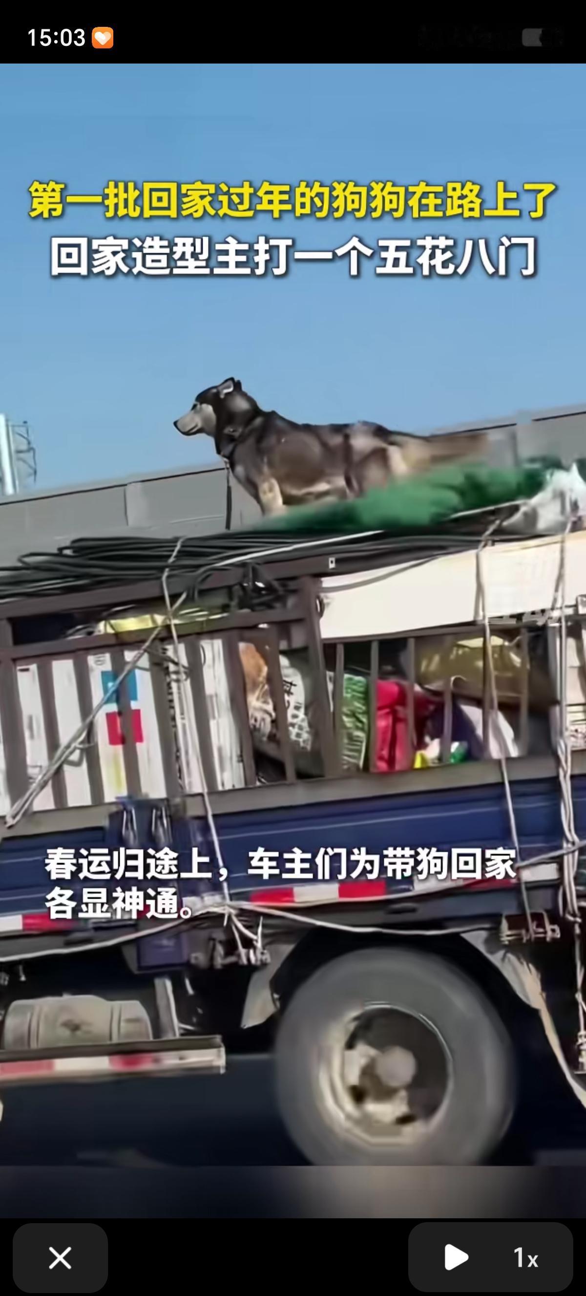 第一批回家过年的狗狗已经在路上了，车主们为了带狗回家也是不容易。有给狗弄车顶“硬