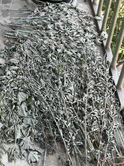 1.“万能灰”？——夸张说法艾草烧完的灰，本质上是植物灰烬（草木灰），主