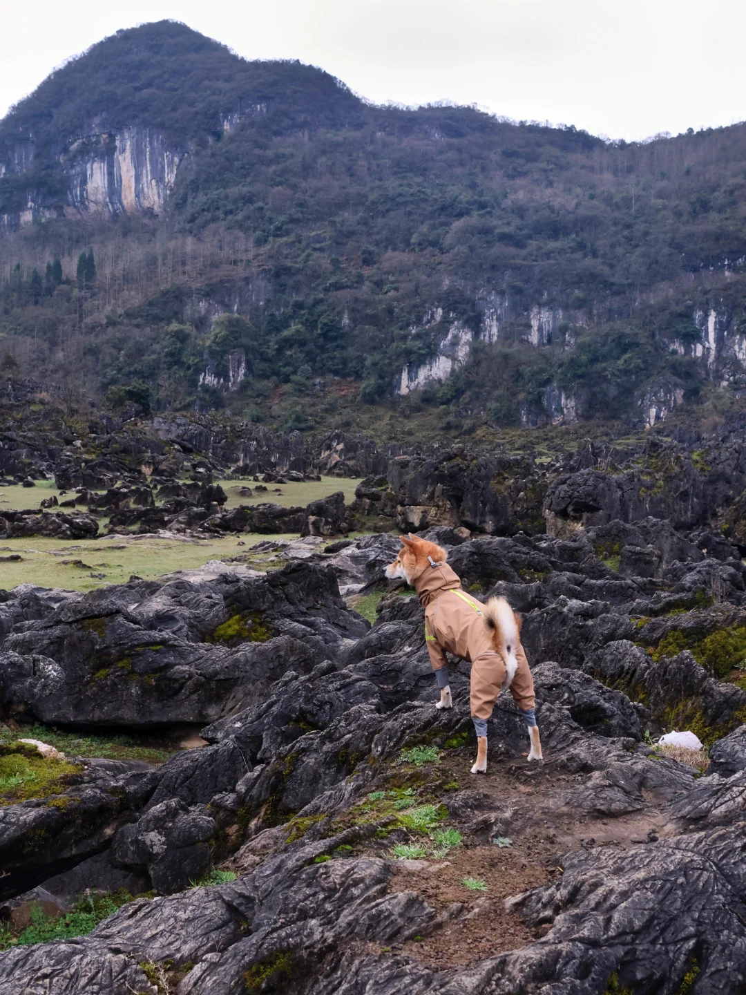 安顺铜鼓荡⛰今日份小狗探险家上线