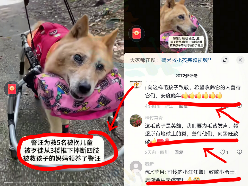 一只军犬为了救5名被拐儿童，冲向人贩子，人贩子从三楼把它推下，摔断了四肢。被