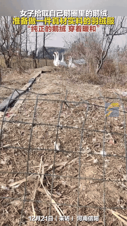 真没想到！河南信阳的张女士嫌羽绒服太贵，竟打起了家里鹅圈的主意，天天去捡掉在地上