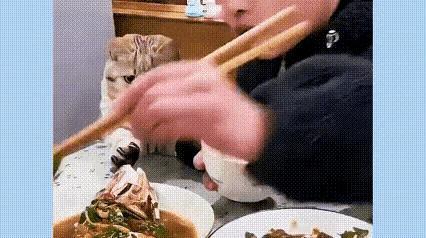 这只猫咪也太懂事了，乖到让人心里发酸！明明面前就是最爱的鱼，馋得不停舔爪子，眼睛